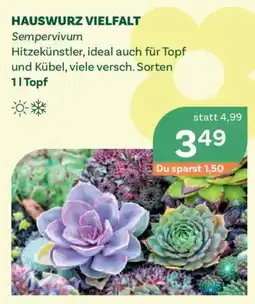 Bellaflora Hauswurz vielfalt Angebot