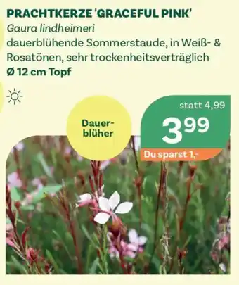 Prachtkerze 'graceful pink'