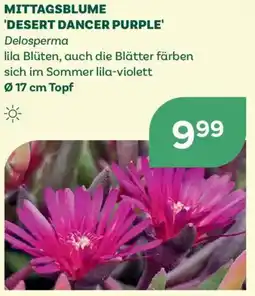 Bellaflora Mittagsblume 'desert dancer purple' Angebot