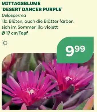 Bellaflora Mittagsblume 'desert dancer purple' Angebot