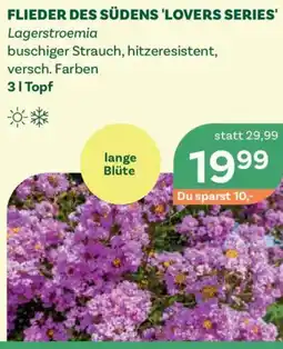 Bellaflora Flieder des südens 'lovers series' Angebot