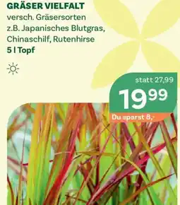 Bellaflora Gräser vielfalt Angebot
