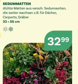 Bellaflora Sedummatten Angebot