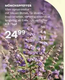 Bellaflora Mönchspfeffer Angebot