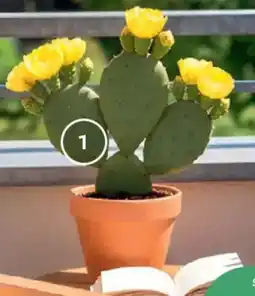 Bellaflora Feigenkaktus Angebot