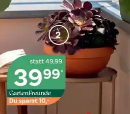 Bellaflora Rosettenbäumchen Angebot