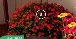 Bellaflora Portulakröschen Angebot