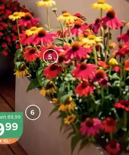 Bellaflora Sonnenhut Angebot