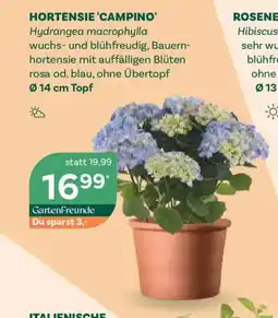 Bellaflora Hortensie campino Angebot