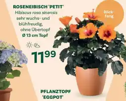 Bellaflora Roseneibisch petit Angebot