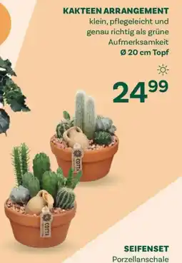 Bellaflora Kakteen arrangement Angebot