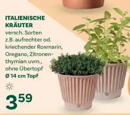 Bellaflora Italienische kräuter Angebot