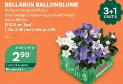 Bellaflora Bellabox ballonblume Angebot
