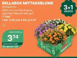 Bellaflora Bellabox mittagsblume Angebot