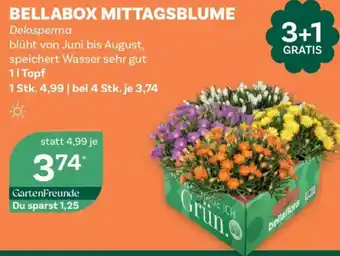 Bellaflora Bellabox mittagsblume Angebot