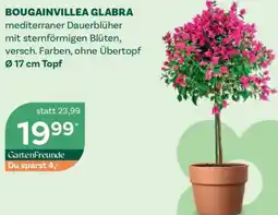 Bellaflora Bougainvillea glabra Angebot
