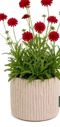 BayWa Wittwenblume Angebot