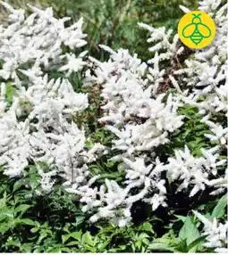 BayWa Arends Garten-Prachspiere Angebot