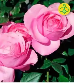 BayWa Edelrose Desiree Angebot