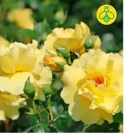 BayWa Strauchrose Lichtkönigin Lucia Angebot