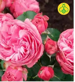 BayWa Beetrose Leonardo da Vinci Angebot