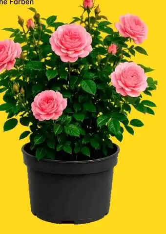 Duftende Rosen