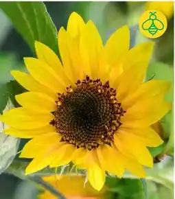 BayWa Sonnenblumen Angebot