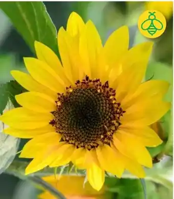 Sonnenblumen