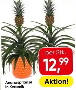 Eurospar Ananaspflanze in Keramik Angebot