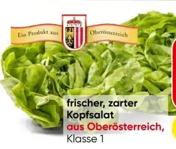 Eurospar Kopfsalat Angebot