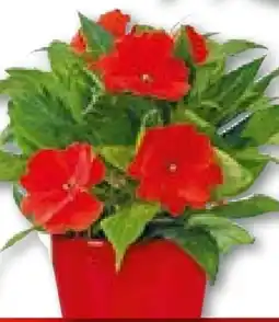 Hellweg Edellieschen Angebot