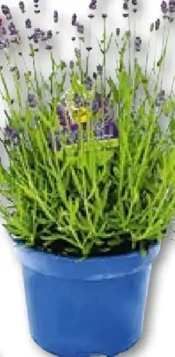 Hellweg Lavendel Angebot