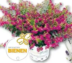 Hellweg Japanische Scheinmyrthe Flori Glory Angebot