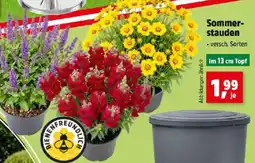 Thomas Philipps Sommer- stauden Angebot
