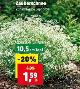 Thomas Philipps Zauberschnee Angebot