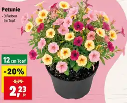 Thomas Philipps Petunie Angebot