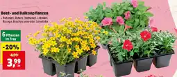 Thomas Philipps Beet- und Balkonpflanzen Angebot