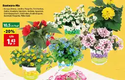 Thomas Philipps Beetware-Mix Angebot