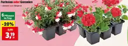 Thomas Philipps Fuchsien oder Geranien Angebot