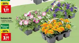 Thomas Philipps Beetware-Mix Angebot