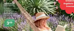 Bellaflora Unsere besten duftlavendel Angebot