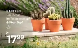 Bellaflora Kakteen Angebot