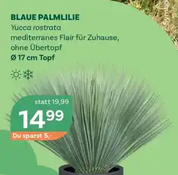 Bellaflora Blaue palmlilie Angebot