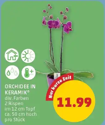 PENNY Orchidee in keramik Angebot