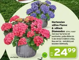 Salzburger Lagerhaus Hortensien >>Diva Fiore<< & >>Black Diamonds Angebot
