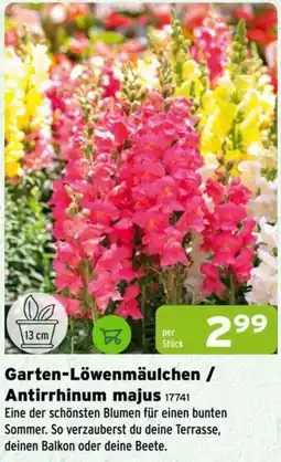 Salzburger Lagerhaus Garten-Löwenmäulchen / Antirrhinum majus Angebot