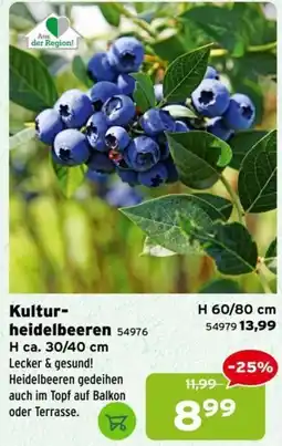 Salzburger Lagerhaus Kultur- heidelbeeren Angebot