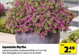 Hagebau Japanische Myrthe Angebot