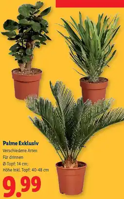 Lidl Palme Exklusiv Angebot
