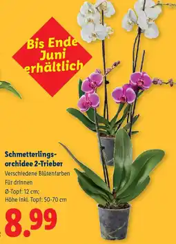 Lidl Schmetterlings- orchidee 2-Trieber Angebot
